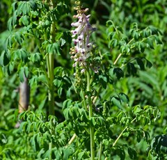 Corydalis caseana