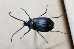 Pseudocistela pinguis