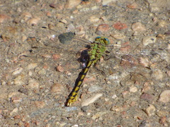 Ophiogomphus severus