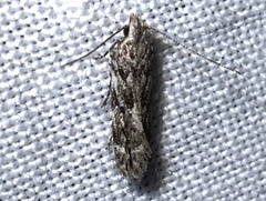 Anacampsis