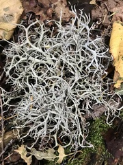 Evernia mesomorpha