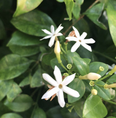Jasminum