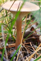 Cantharellula umbonata