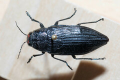 Buprestis lyrata