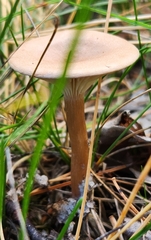 Cantharellula umbonata