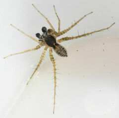 Pardosa pauxilla
