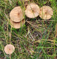 Cantharellula umbonata