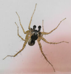 Pardosa pauxilla