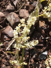 Koenigia alpina