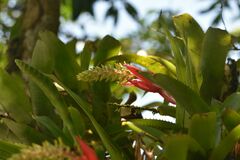 Aechmea nudicaulis image