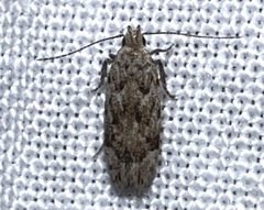 Anacampsis