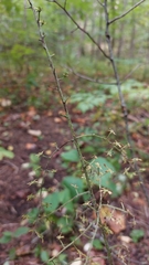 Veratrum parviflorum