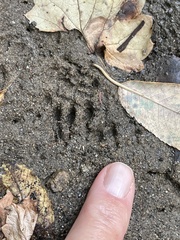 Tamias striatus