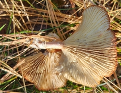 Cantharellula umbonata