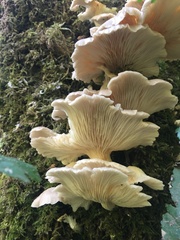 Pleurotus