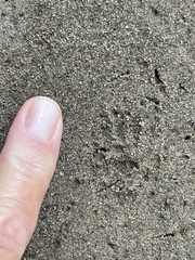 Tamias striatus