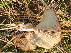 Cantharellula umbonata