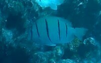 Acanthurus triostegus