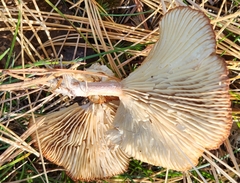 Cantharellula umbonata