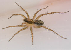 Pardosa pauxilla