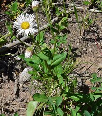 Erigeron coulteri