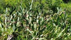Opuntia stricta