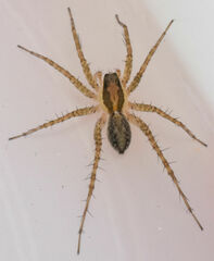 Pardosa pauxilla