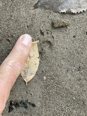 Tamias striatus