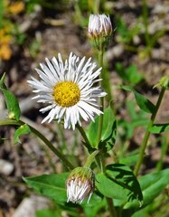 Erigeron coulteri