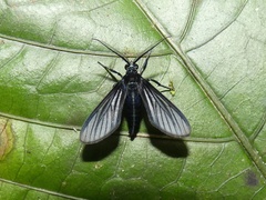 Saurita