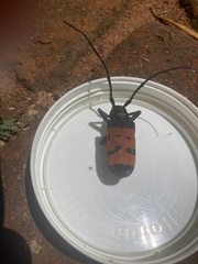 Diastocera trifasciata