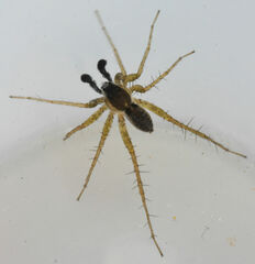 Pardosa pauxilla