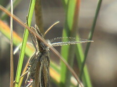 Thaumatopsis pectinifer