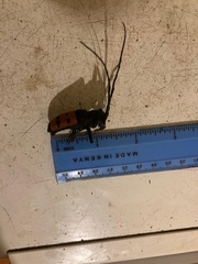 Diastocera trifasciata