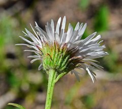 Erigeron coulteri