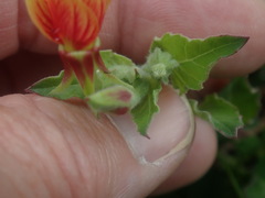 Oenothera epilobiifolia