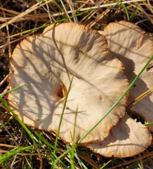 Cantharellula umbonata