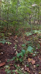 Veratrum parviflorum