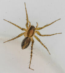 Pardosa delicatula