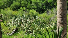 Opuntia stricta