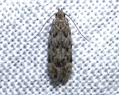 Anacampsis