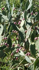 Opuntia stricta