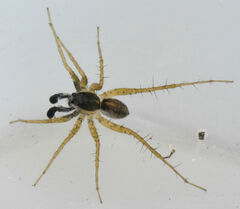 Pardosa pauxilla