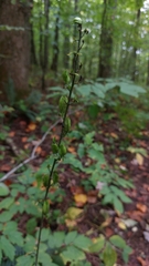 Veratrum parviflorum