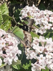 Graphium macleayanus