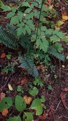 Veratrum parviflorum