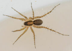 Pardosa pauxilla