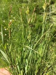 Carex diluta