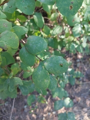 Erysiphe symphoricarpi