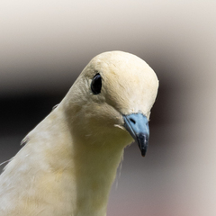 Ducula bicolor